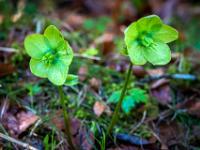 Zwei grüne Schneerosen Blüten